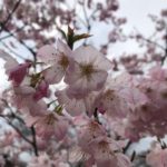 Cerisiers en fleurs, Japon