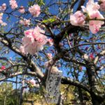 Cerisiers en fleurs, Naka Meguro Tokyo