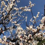 Pruniers en fleurs, Tokyo